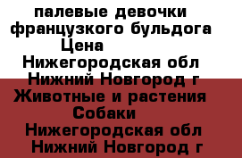 палевые девочки - французкого бульдога › Цена ­ 35 000 - Нижегородская обл., Нижний Новгород г. Животные и растения » Собаки   . Нижегородская обл.,Нижний Новгород г.